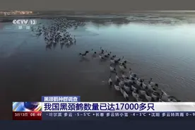 无人机拍摄、卫星追踪轨迹......黑颈鹤数量如何调查？图片