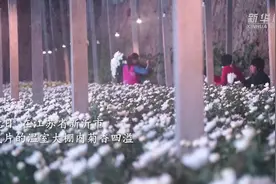 江苏新沂：“小菊花”大产业  托起乡村振兴梦视频封面