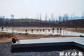 杏湖公园杏花开，南京江北新区又添赏花好去处图片