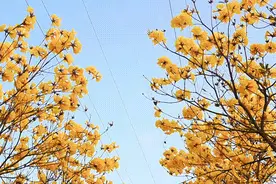 港城尽披黄金甲！串串“风铃”奏响春日序曲……图片