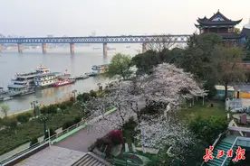 晴川历历樱花开图片