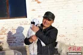 内蒙古草原又到结羔季 牧民迎来“大丰收”图片
