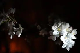 “她”没你想的那么柔弱，风雨过后，武汉樱花依旧烂漫图片
