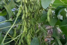 糯叽叽、粉哒哒、甜咪咪，提前一个月上市、零售9至11元一斤，头茬早春毛豆来了！|老谢逛菜场图片