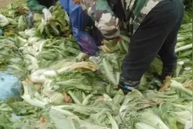 老坛酸菜无“老坛”、红薯粉条无红薯 食品安全该由谁来保障？图片