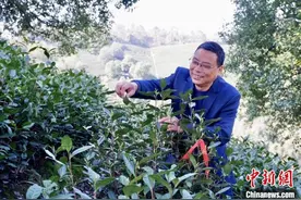 坚持17年传播茶知识 浙江茶农《茶农日记》成“网红”图片