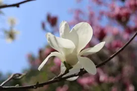 紫玉兰是易危物种，皇家才能养？紫色玉兰更有可能是……｜花博士小课堂图片