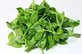 春天“最好”的养生菜，你吃对了吗？图片