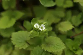 春日里来野花开，哪一朵你最爱？（上）丨花花万物图片