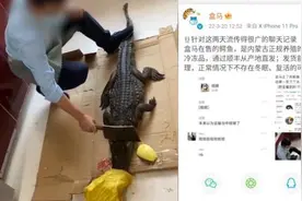 盒马鲜生回应网传“鳄鱼复活”，非在盒马购买未收到相关投诉视频封面