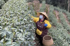 每年春天来杭采茶 这是姐妹之间的情义之约图片