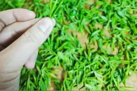 顺丰收件还没恢复，上海客户过不来，杭州茶农们有点忧伤“大家都不容易，互相理解吧”图片