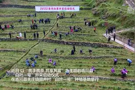 携手携茶·共享共富——2022年青川白茶采摘节图片