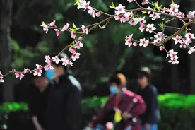 赏泉城公园桃花，赏桃花相关的唯美诗句图片
