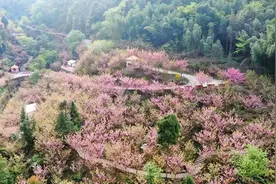 十年磨一“景”彭州“樱花谷”7万株樱花盛开醉游人图片
