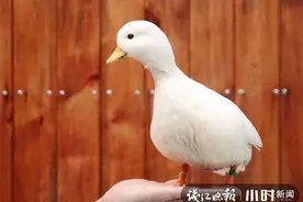 ​浙江东阳两只鸭子上了热搜，一只售价上万元的柯尔鸭，原来是这样孵化的图片