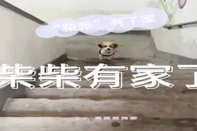 “柴柴”有家了！流浪狗被收养后瞬间变成可爱宝宝~来看看「周到萌宠群」铲屎官的收养日记吧丨萌宠vlog图片
