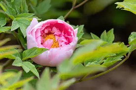 首期花情预报来了！4月1日洛阳将有连片牡丹盛开图片