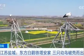 江苏盐城：东方白鹳铁塔安家 三只幼鸟破壳而出图片