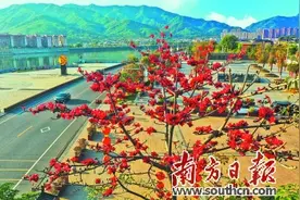 木棉似火 春意正浓图片
