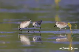 勺嘴鹬飞临湛江背后：为世界极危物种留住越冬地的保护行动图片