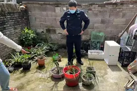 路边的“野花”千万不要采！台州首例，有人因它摊上大事图片