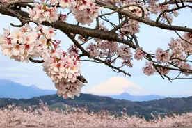 日本樱花盛放 与富士山交相辉映美不胜收图片