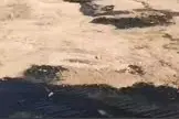 横山一村内原油流了数十米，采油大队：偷油所致现场已清理图片