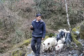 城口：“跑山猪”跑出致富路图片