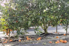 重庆万州15万亩血橙滞销 种植户急需大数据解困图片