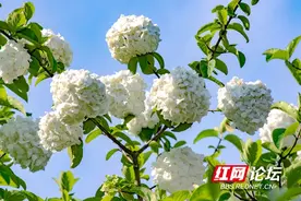 看琼花不必去扬州！长沙烈士公园琼花盛开，值得给它们来些特写图片