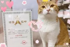 深圳“爱心宠物驿站”火了！广东多地疫情情况…图片