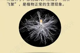 注意防护！北京城区明起进入杨柳飞絮季图片