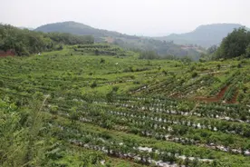 河南省卢氏县：四千青山林下“淌金流银”图片