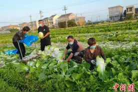 浙江温岭乡贤采购6吨蔬菜驰援上海：现场采摘 冷链运输图片