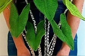 一起来打造指尖植物园吧，生动形象手工编织绿植花卉大赏图片