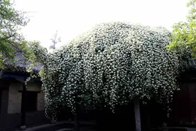 邹城：流苏花开，美丽“四月雪”扮靓千年孟府图片