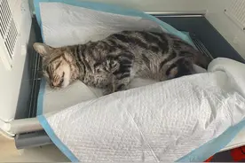 这款猫粮疑似致死百余只猫，涉事企业：通知下架，安排退款图片