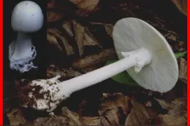 你能认出来么？这是云南最常见的六种剧毒野生菌图片
