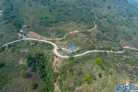 乡村振兴在行动｜茶园春意浓 云岭采茶忙图片