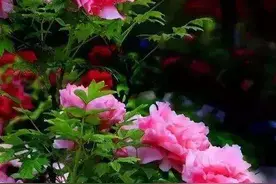 青未了｜张存金：好花更喜云上观图片