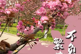 花开盛世：满园春色 各地高校尽显最美“花海”图片