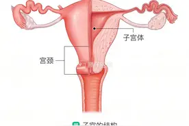 TCT及HPV在宫颈癌早筛早诊中的作用图片