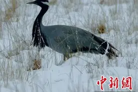 蓑羽鹤现身若尔盖草原图片