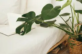 这些“助眠秘诀”其实都是误区图片