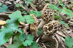 透鲜！溧阳山野又一当季美味来袭图片