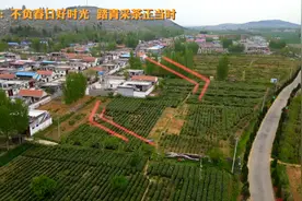 邹城：不负春日好时光 踏青采茶正当时图片