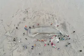 浙江象山搁浅鲸鱼是一头雄性抹香鲸，救援人员：其身体状态较差图片