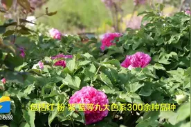 云赏花丨国色天香花开富贵 肥城300个品种牡丹进入盛开期图片