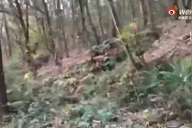 又萌又仙！武大网红小狐狸珞珞当妈妈了图片